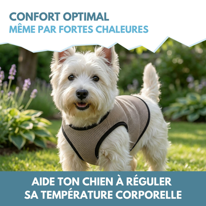 🌡️☀️ Gilet S Rafraîchissant ❄️ Effet IMMEDIAT pour chien