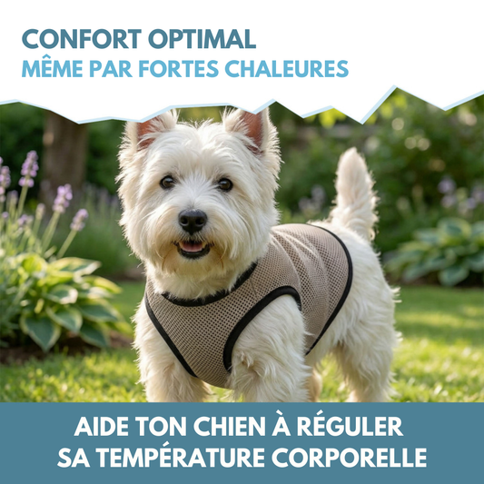 🌡️☀️ Gilet S Rafraîchissant ❄️ Effet IMMEDIAT pour chien