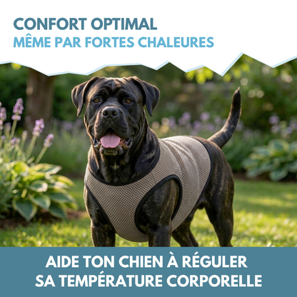 🌡️☀️ Gilet XL Rafraîchissant ❄️ Effet IMMEDIAT pour chien