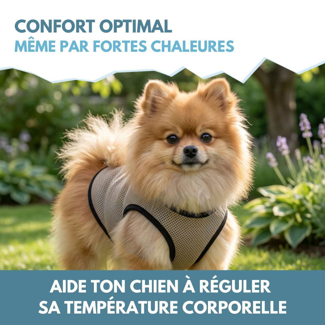 🌡️☀️ Gilet XS Rafraîchissant ❄️ Effet IMMEDIAT pour chien