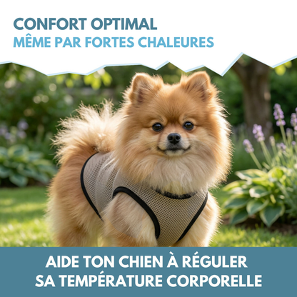 🌡️☀️ Gilet XS Rafraîchissant ❄️ Effet IMMEDIAT pour chien