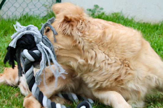 Corde DentaCool - Ultra-tressée à 4 nœuds (85 cm)