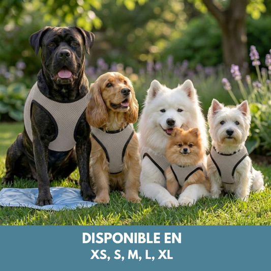 🌡️☀️ Gilet L Rafraîchissant ❄️ Effet IMMEDIAT pour chien
