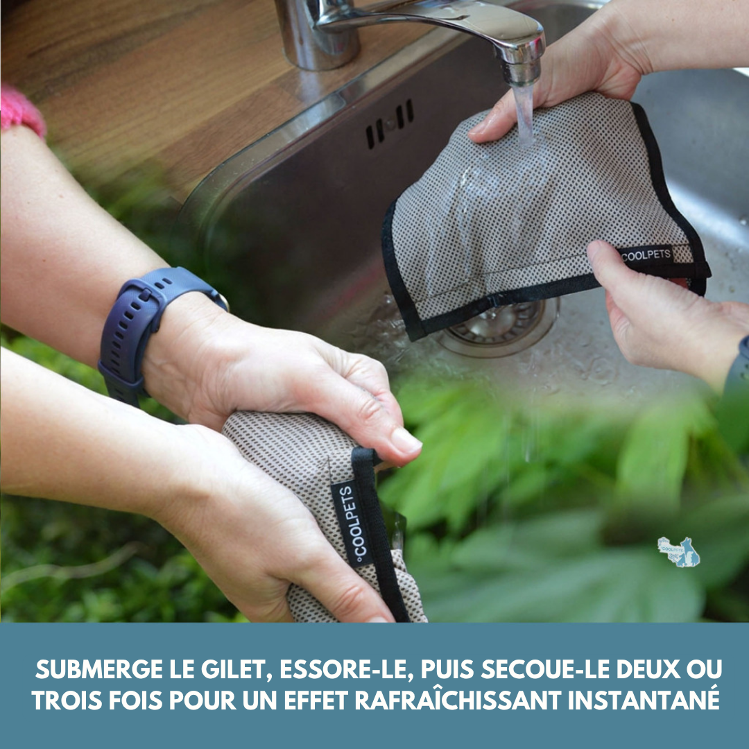 🌡️☀️ Gilet M Rafraîchissant ❄️ Effet IMMEDIAT pour chien
