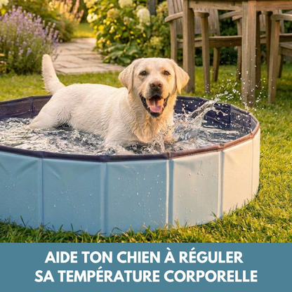 🥵 Kit Fraîcheur de Canicule ❄️ piscine + gilet rafraichissant + tapis de léchage