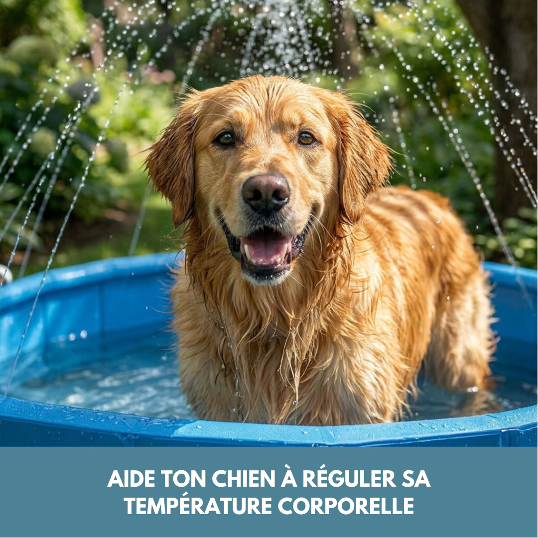 Piscine taille L pour Chien ❄️ BONUS jets d'eau intégrés optionnels 💦