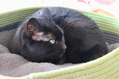 Kit Adoption Chat/Chaton - Minimaliste & 100% Éco-Responsable ♻️ 🌿 ✨
