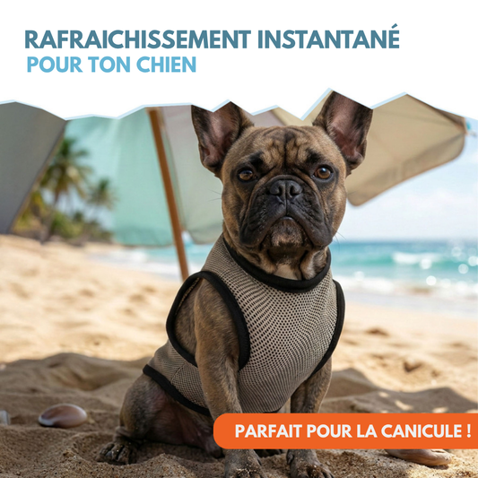 🌡️☀️ Gilet M Rafraîchissant ❄️ Effet IMMEDIAT pour chien