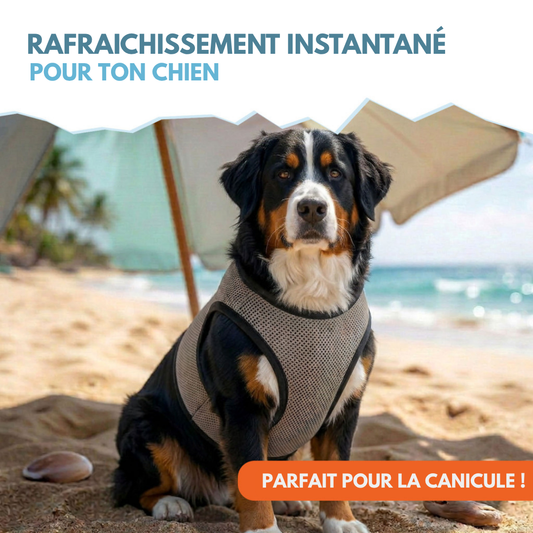 🌡️☀️ Gilet XL Rafraîchissant ❄️ Effet IMMEDIAT pour chien