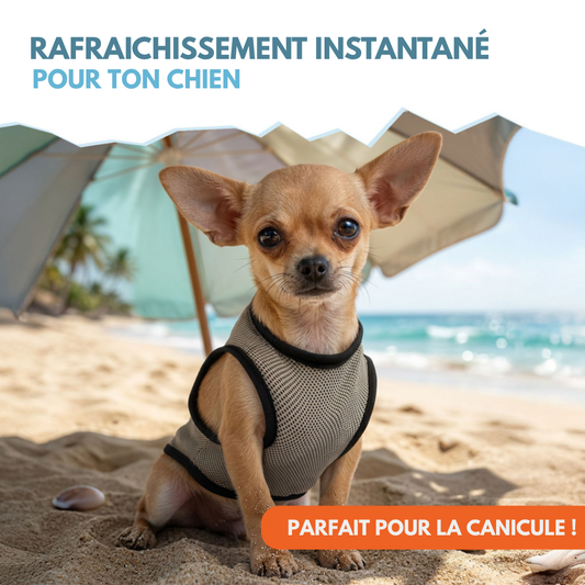 🌡️☀️ Gilet XS Rafraîchissant ❄️ Effet IMMEDIAT pour chien
