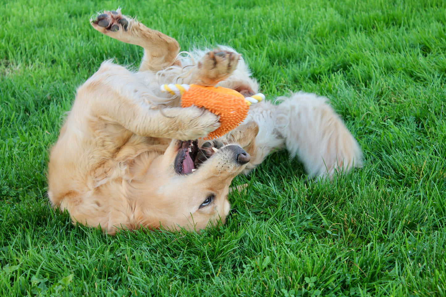 Fleur le Hérisson - les Doudous Fuzzle