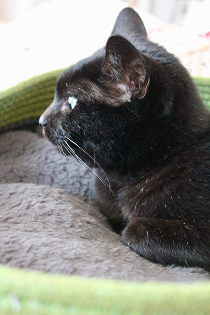 Kit Adoption Chat/Chaton - Minimaliste & 100% Éco-Responsable ♻️ 🌿 ✨