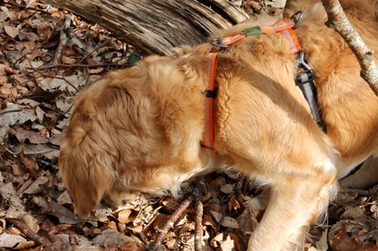 Harnais Strong Adventure - Vert Olive 🌲 & Mandarine 🍊🐾