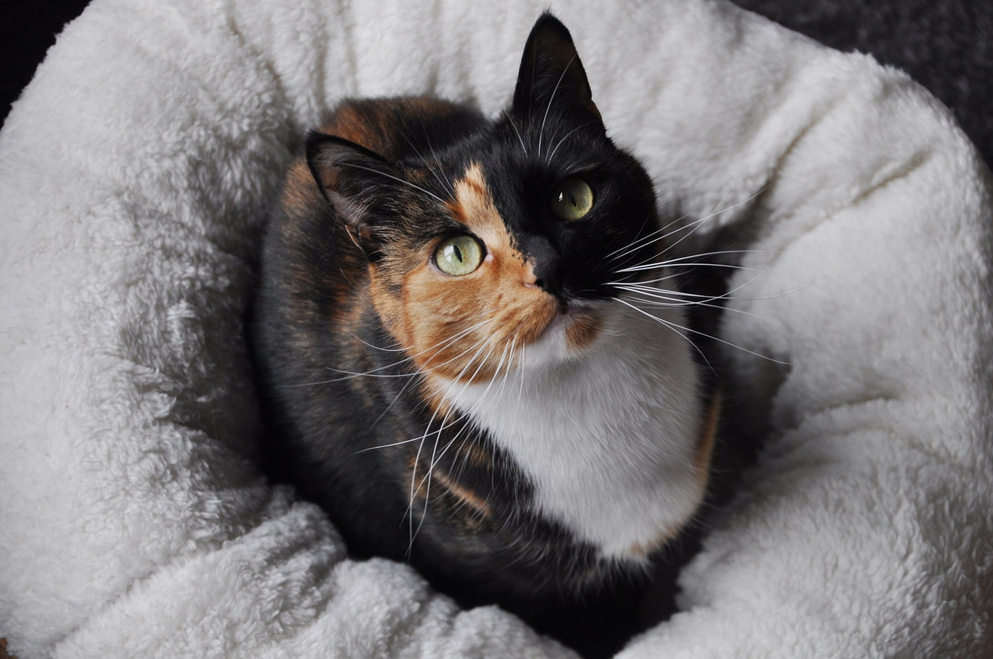 Le Kit Cocon du Chat 🐈