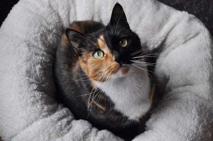 Le Kit Cocon du Chat 🐈