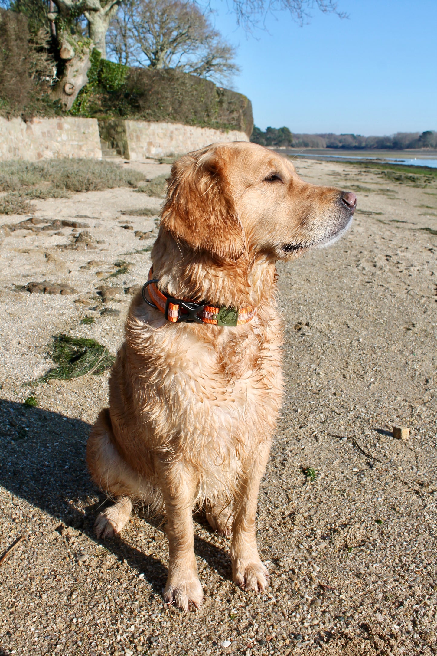 Collier Strong Adventure Couleur Mandarine – Confort & Résistance 🍊🐾