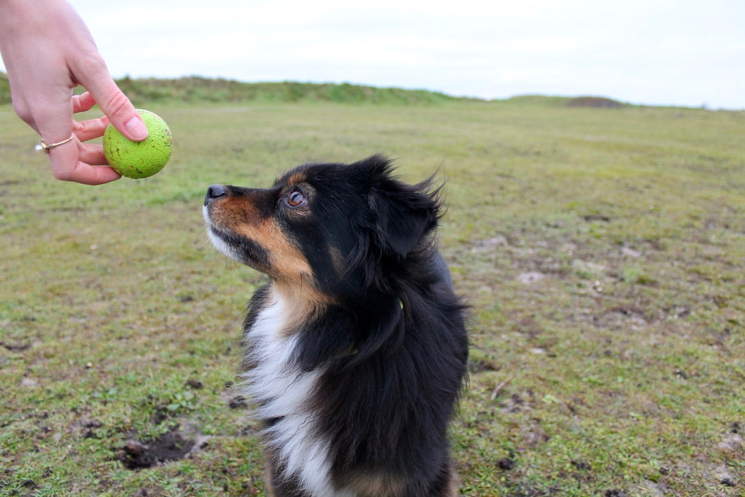 🐾 Kit Jeu & Complicité – Petits Chiens 🐶 ☀️ 🐾