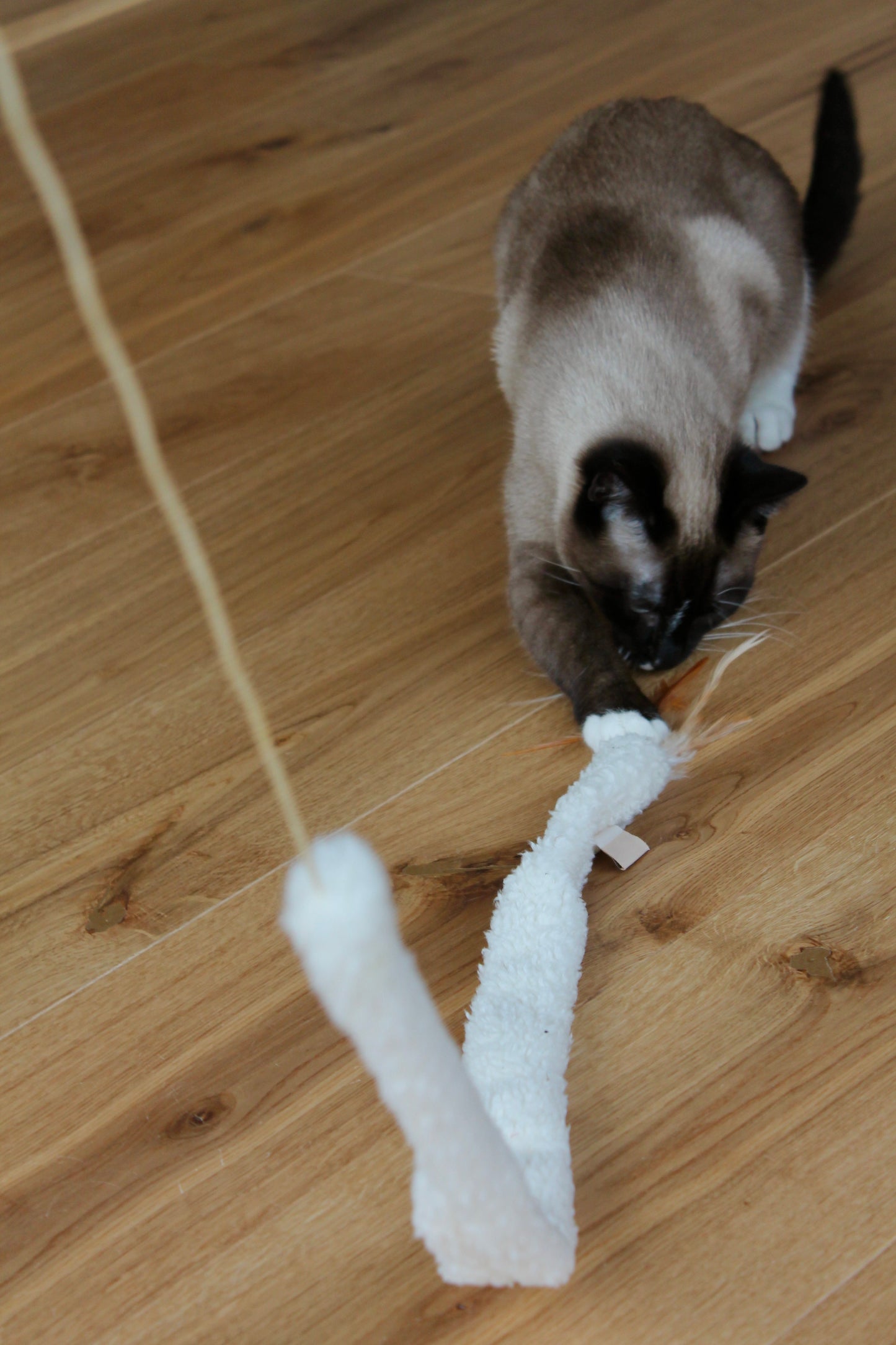 Le Kit Cocon du Chat 🐈