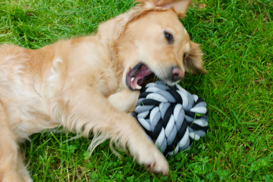 Balle en Corde DentaCool Ultra-tressée - Jeu de l'EXTREME 2kg
