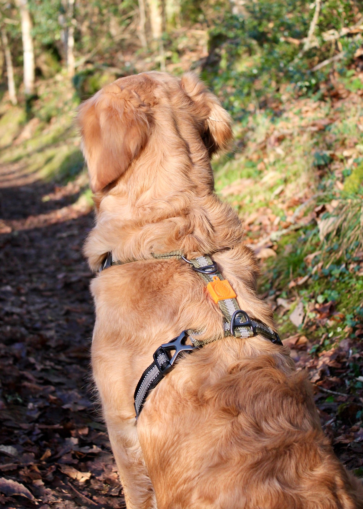Harnais Strong Adventure - Vert Olive 🌲 & Mandarine 🍊🐾
