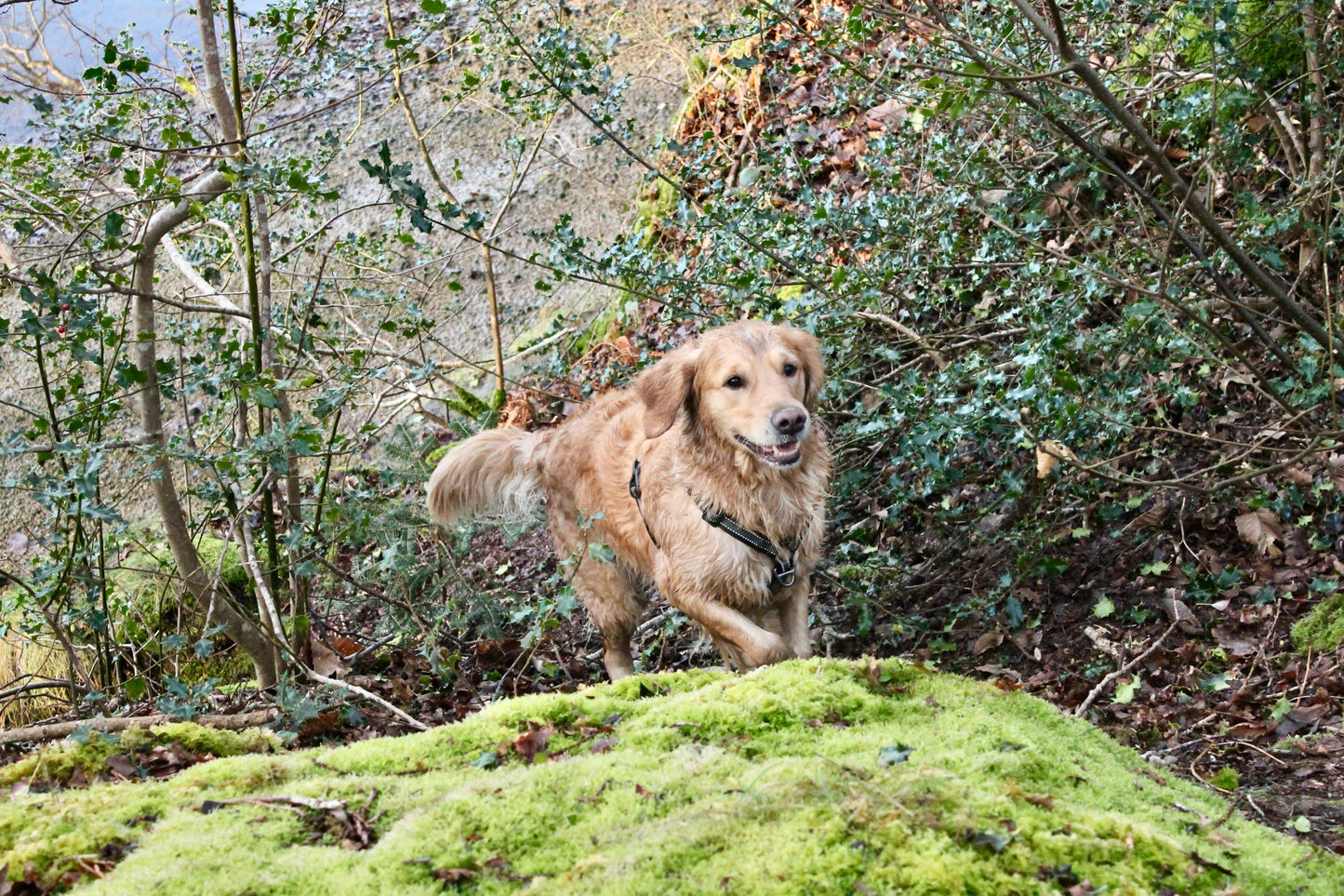 Harnais Strong Adventure - Vert Olive 🌲 & Mandarine 🍊🐾