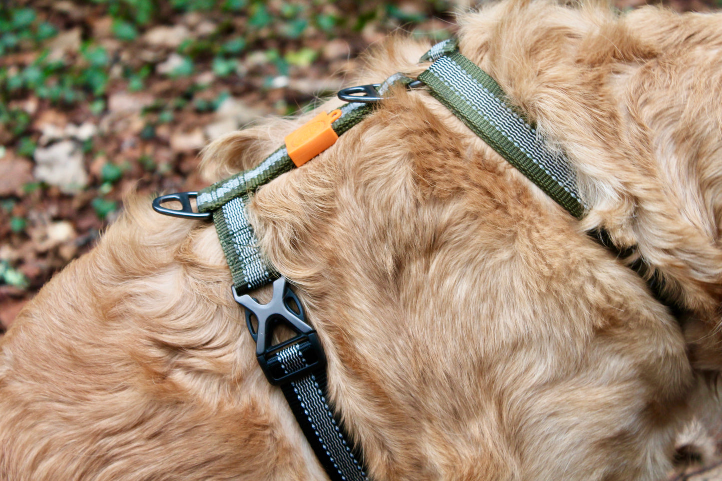 Harnais Strong Adventure - Vert Olive 🌲 & Mandarine 🍊🐾